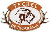 Teckel de pelo duro - Ricarama