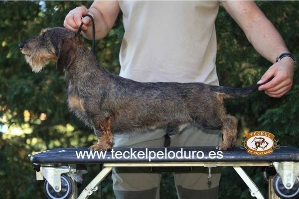 Olympus de Ricarama - Teckel de pelo duro - Ricarama