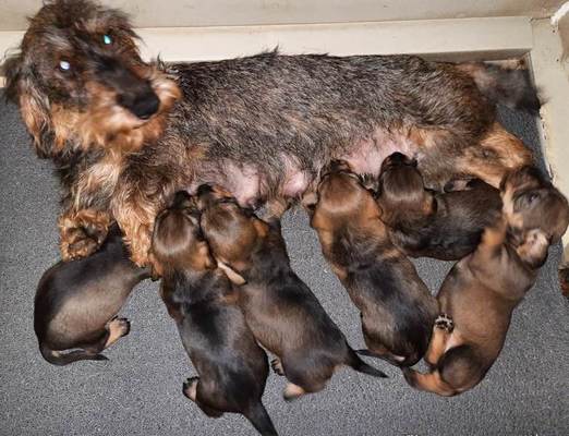 CACHORROS D