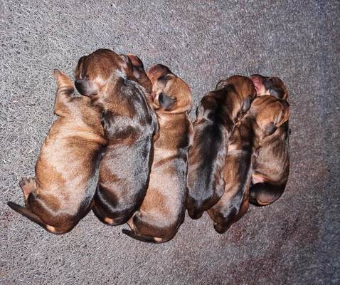 Cachorros camada J