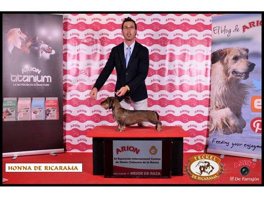 EXPO. INETERNACIONAL TALAVERA 2015 1 TALAVERA 2014