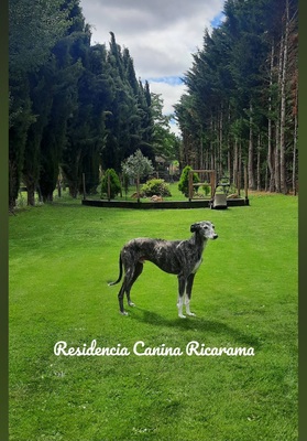 bloggif 66472c354e34c - Teckel de pelo duro - Ricarama