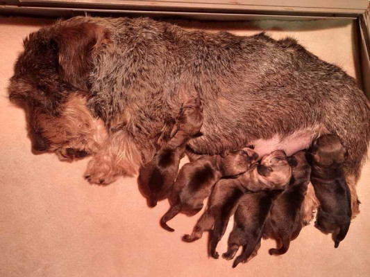 cachorros camada c