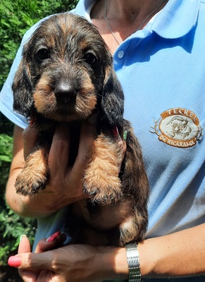 macho 2
